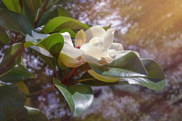 gałęzie drzewa magnolia grandiflora z liśćmi i pięknym białym kwiatem - plant white magnolia tulip tree zdjęcia i obrazy z banku zdjęć