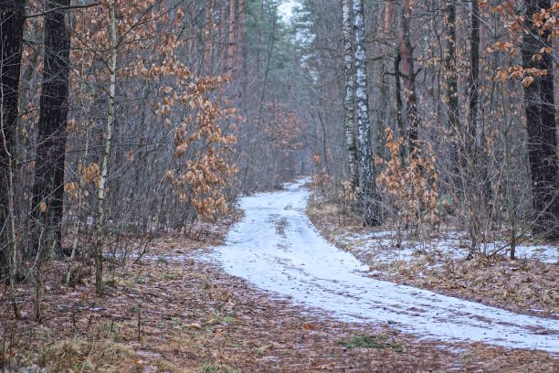 road in white snow among gray pine trees in the winter forest