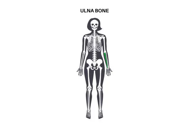 Vector illustration of Ulna bone anatomy