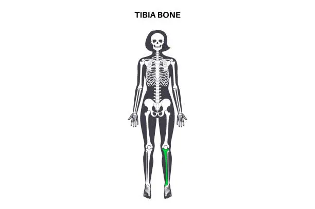 Vector illustration of Tibia bone anatomy