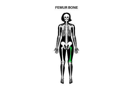 Femur bone anatomy. Thigh in human skeletal system diagram. Skeleton in female silhouette. Bones, cartilage and joints in woman body, x ray backbone, hip, knee and pelvis medical vector illustration