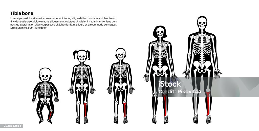 Trivia Tibia Tibia Bone Anatomy Stock Illustration - Download Image Now - Adult, Arm ...