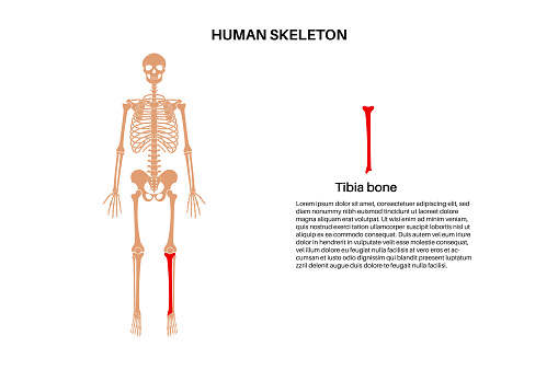Tibia bone anatomy. Shinbone in human skeletal system diagram. Skeleton in male silhouette. Bones, cartilage and joints in body, x ray backbone, shankbone, knee and pelvis medical vector illustration