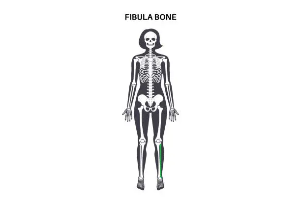 Vector illustration of Fibula bone anatomy