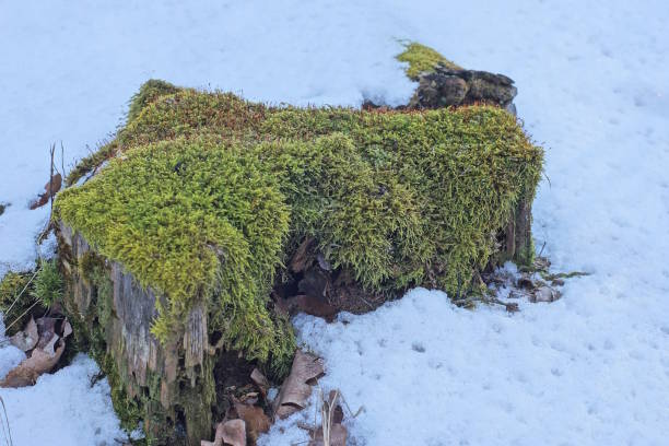 one old stump overgrown with green moss in white snow in the winter forest