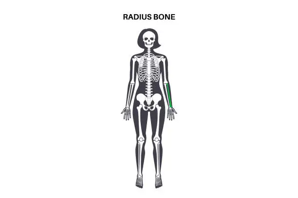 Vector illustration of Radius bone anatomy