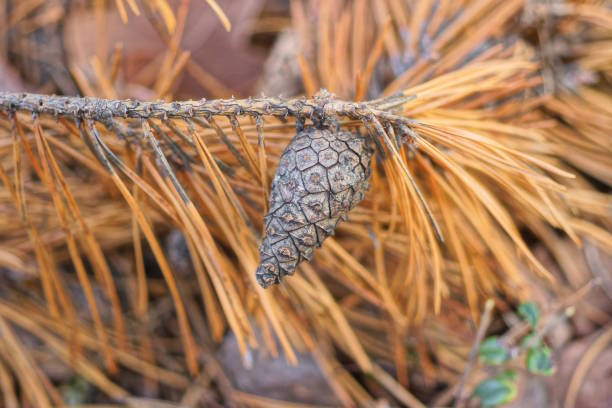 one gray cone on a thin branch of a pine tree with brown dry needles in nature