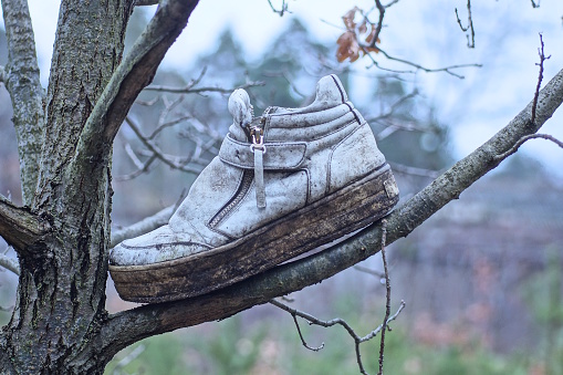 one white old dirty leather shoe standing on a gray tree branch on the street