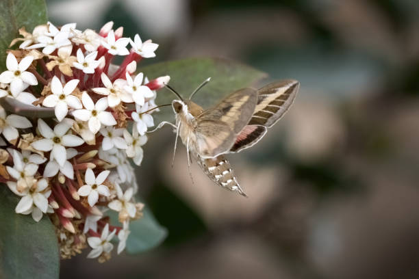 Striped Hawk-Moth (Hyles livornica) in flight sucks nectar from flowers of Dune Poison Bush (Acokanthera oblongifolia) - Costa Calma, Fuerteventura