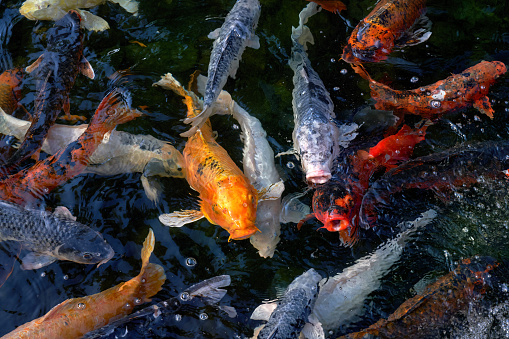 Hungry, densely swimming koi carps wait at the water surface for food