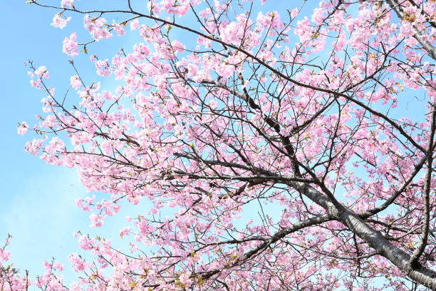 istock Early blooming cherry blossoms. 2028379889