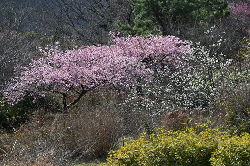 Early blooming cherry blossoms. In recent years, cherry blossoms seem to be blooming earlier due to global warming.
