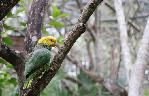 A yellow-headed amazon parrot (other name : amazona ochrocephal) , beautiful bird in Mexico