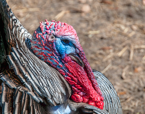 close view of turkey head from side, ground in background, sunny day, no people