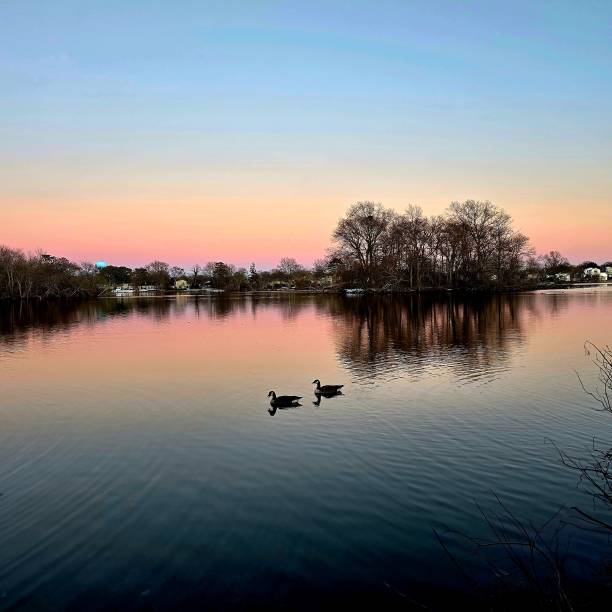 Geese on the lake at sunset