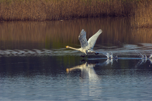 The white swan floats in the pond and gets up to the flight
