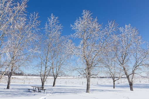 Frost Covered Bare Trees, Snow Covered Ground, Blue Sky Clear Cold Sunny Winter Day