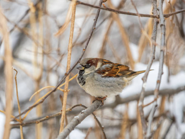 istock Sparrow sits on a branch without leaves. 2028407279