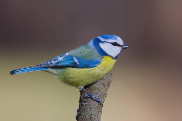 istock Cyanistes caeruleus aka blue tit on the tree branch. 2028418873