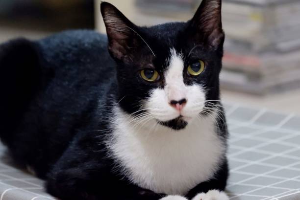 istock A cute white black cat sitting on a cat bed and looking at the camera 2028419494