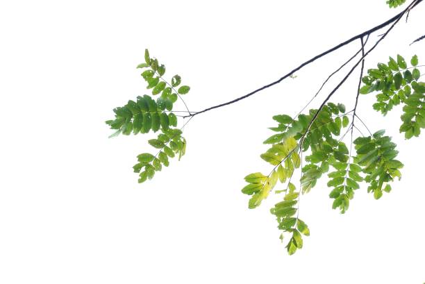 istock A tropical tree with leaves branches on white isolated background 2028420656