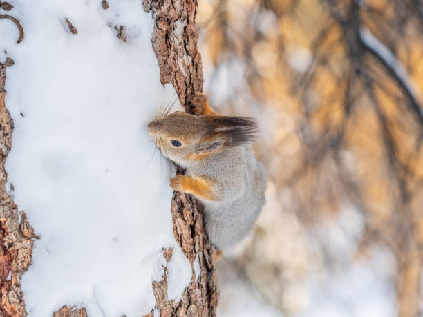 istock Squirrel in winter sits on a tree trunk with snow in winter. 2028421230