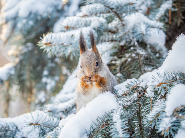 istock The squirrel with nut sits on tree in the winter or late autumn. 2028421760