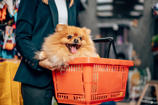 Beautiful redhead woman enjoying shopping with her gorgeous Pomeranian dog in a modern pet shop.