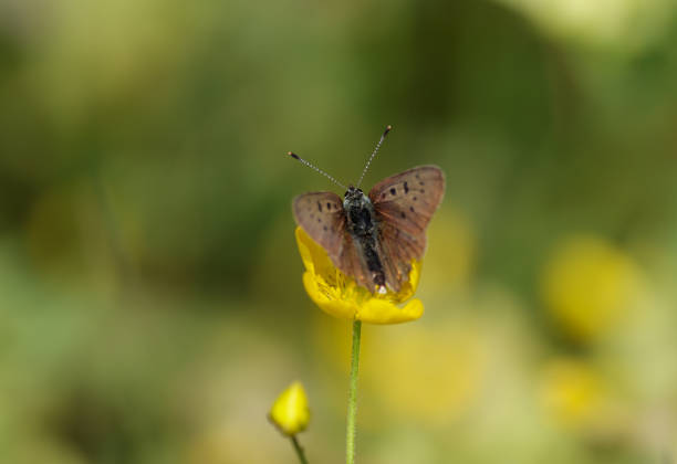 Lycaenidae butterfly on a flower