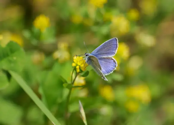 Lycaenidae butterfly on a flower