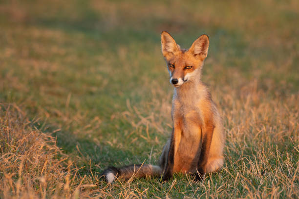 istock Portrait red fox Vulpes vulpes on a beautiful background 2028424444