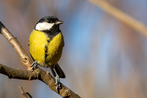 Great tit Parus major in the wild. A bird sitting in autumn forest. Close up.