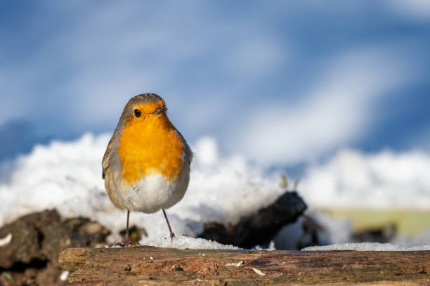 istock Garden Birds. Robin Erithacus rubecula in the wild 2028424973