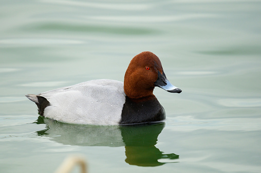 Common pochard male Aythya ferina on water. Pochard swimming in the lake. Close up.