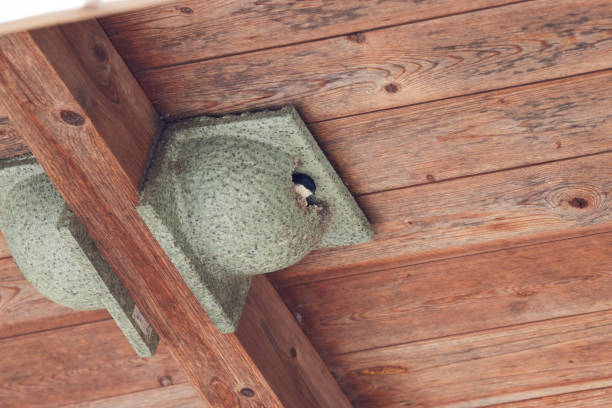 a swallow in its nest under a roof