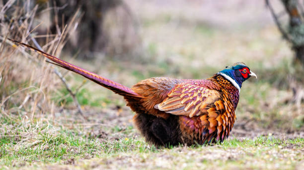istock Ringneck Pheasant, Phasianus colchicus in the habitat 2028425293