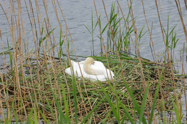 a Swan nesting it's eggs near a river in Germany