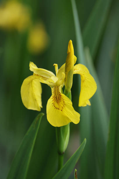 istock yellow orchid with green background 2028425512