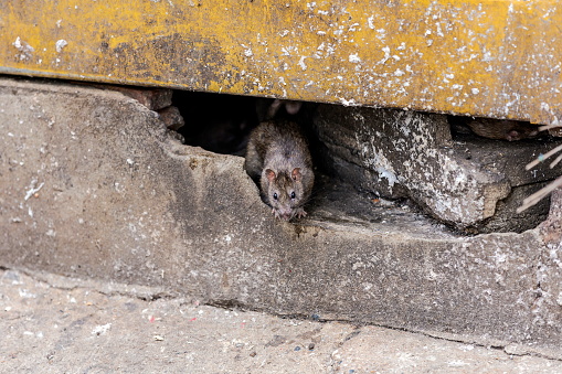 Dirty, shaggy-haired, beady-eyed, repulsive, disgustin rats emerge from the cracks of buildings. Refers to the rat problem in the city, animal disease outbreaks, and filth. Selective focus.