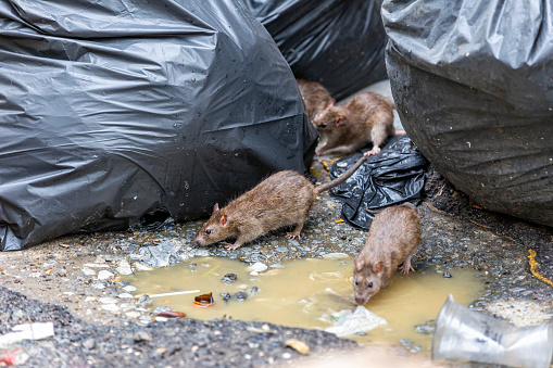 Dirty disgusting rats on area that was filled with sewage, smelly, damp, and garbage bags. Referring to the problem of rats in the city, disease outbreaks from animals, filth of city. Selective focus.