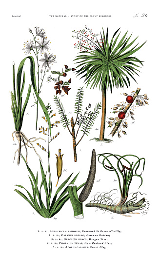 Very Rare, Beautifully Illustrated Antique Engraved Victorian Botanical Illustration of The Plant Kingdom Victorian Botanical Illustration published in 1853. Copyright has expired on this artwork. Digitally restored.