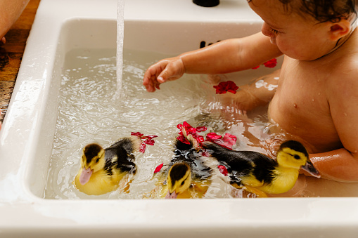 Baby boy playing with live birth duck in the kitchen sink