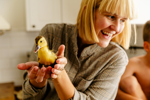 Cheerful mother holding little duck and showing to her children