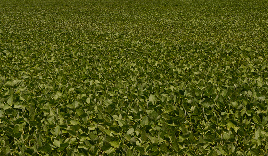 soy plantation, Argentine countryside. soybean harvest background bean sprout field