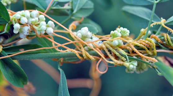 The parasitic plant cuscuta grows in the field among crops