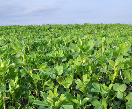 In the spring farm field young alfalfa grows