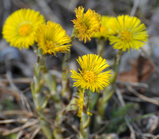 istock In nature, bloom early spring plant coltsfoot (Tussilago farfara) 2028453361