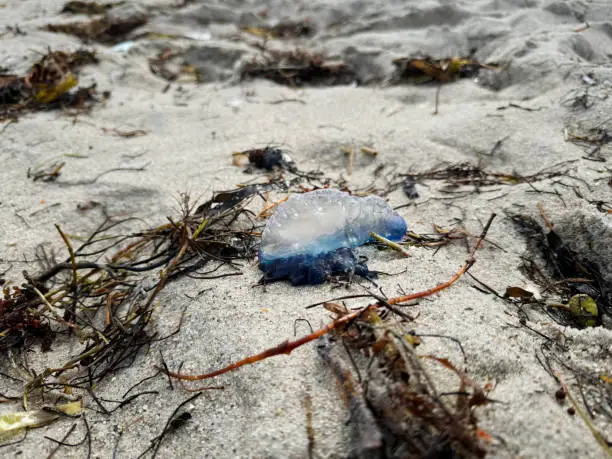 Portuguese man o' war (Physalia physalis), also known as the man-of-war or bluebottle on the beach. Sea shore creatures. Amazing jellyfish. Ocean life