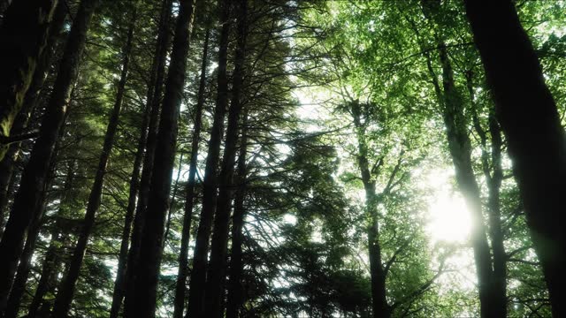 Beautiful summer morning in the forest. Sun rays break through the foliage of magnificent green tree. Magical summer forest stock video