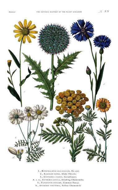 Very Rare, Beautifully Illustrated Antique Engraved Victorian Botanical Illustration of The Plant Kingdom Victorian Botanical Illustration published in 1853. Copyright has expired on this artwork. Digitally restored.